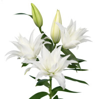 Roselily Tanya NYHED 2026  PÅ LAGER 